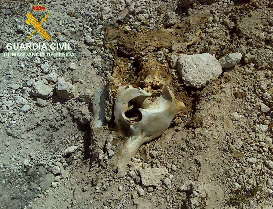 Cadu00e1veres en granja porcina Isona y Conca Dellu00e0 (Foto Guardia Civil Lleida Lu00e9rida)