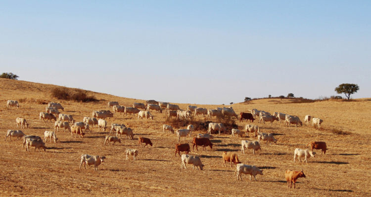 Sequia pastos agroseguro ganado bovino vacuno (Foto La Uniu00f3n Extremadura)