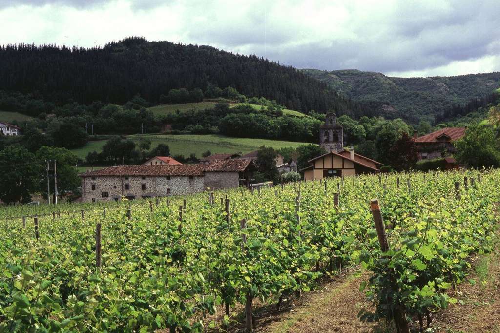 Viñedo viñas vid (Foto MAPA)