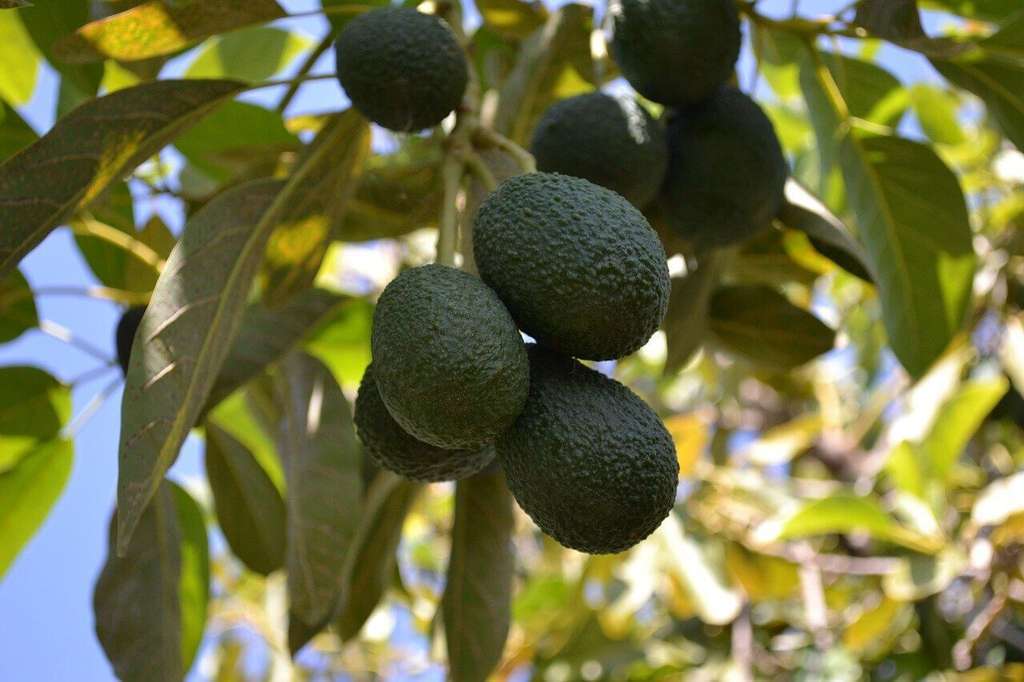 Cultivo de aguacates (Foto Asociafrui)