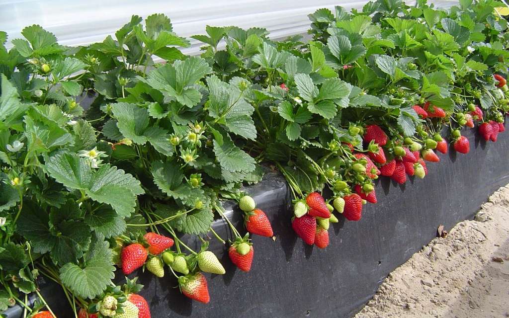 Coral lomo Cultivo fresa berries (Foto Freshuelva)