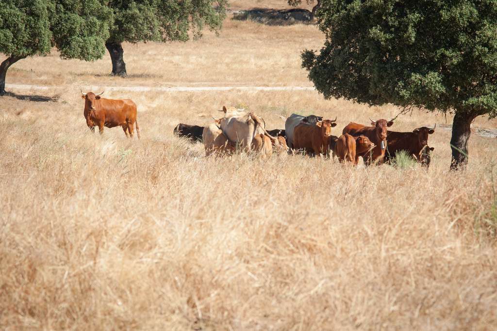 Ganado bovino vacuno dehesa (Foto MAPA)