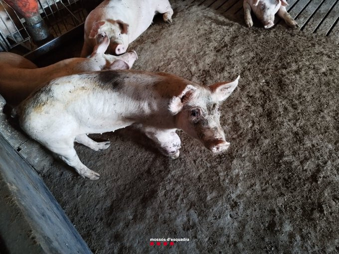 Finca porcina irregularidades Gerona (Foto Mossos d'Esquadra TT RRSS)