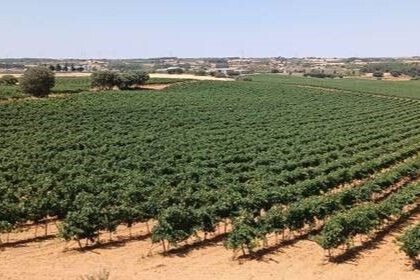 Panorámica finca presunto regadío ilegal (Foto CHJúcar)