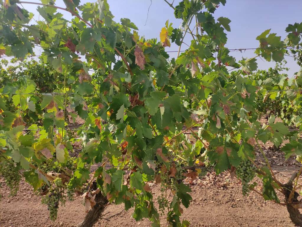 Viñedo uva vid (Foto Asaja Ciudad Real)