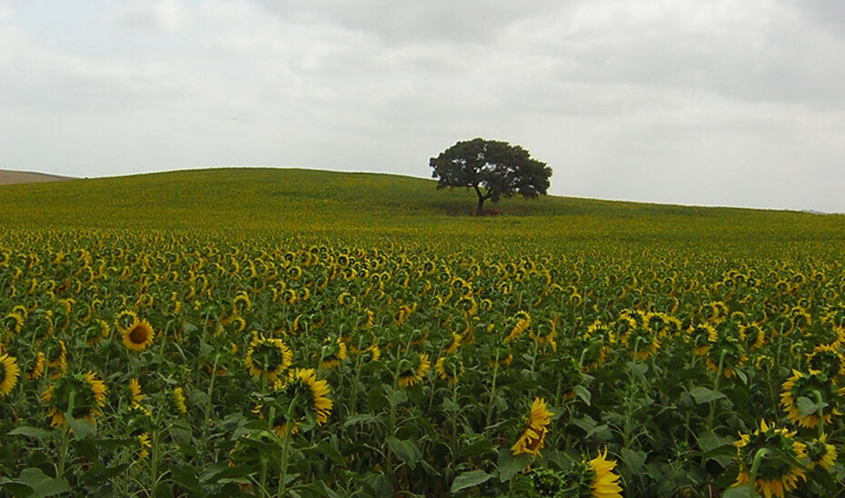 1659444590129girasol campoEst