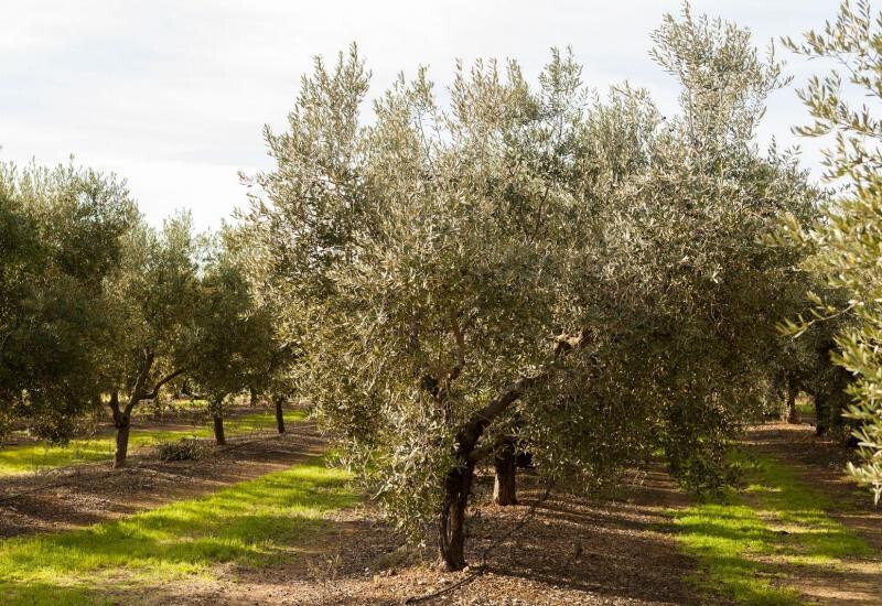 Olivar CV