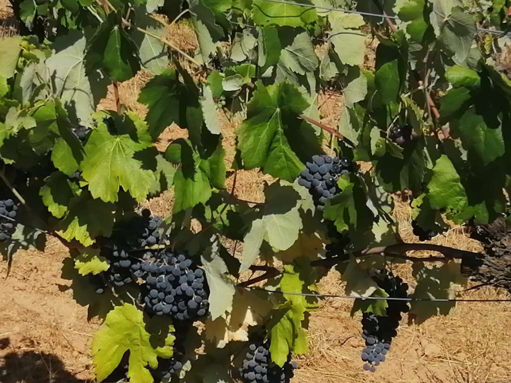 Viñas a punto vendimiar