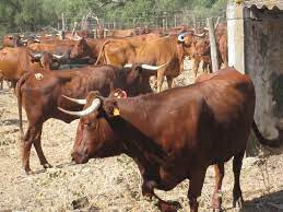 Ganado bovino (Foto Mapama)