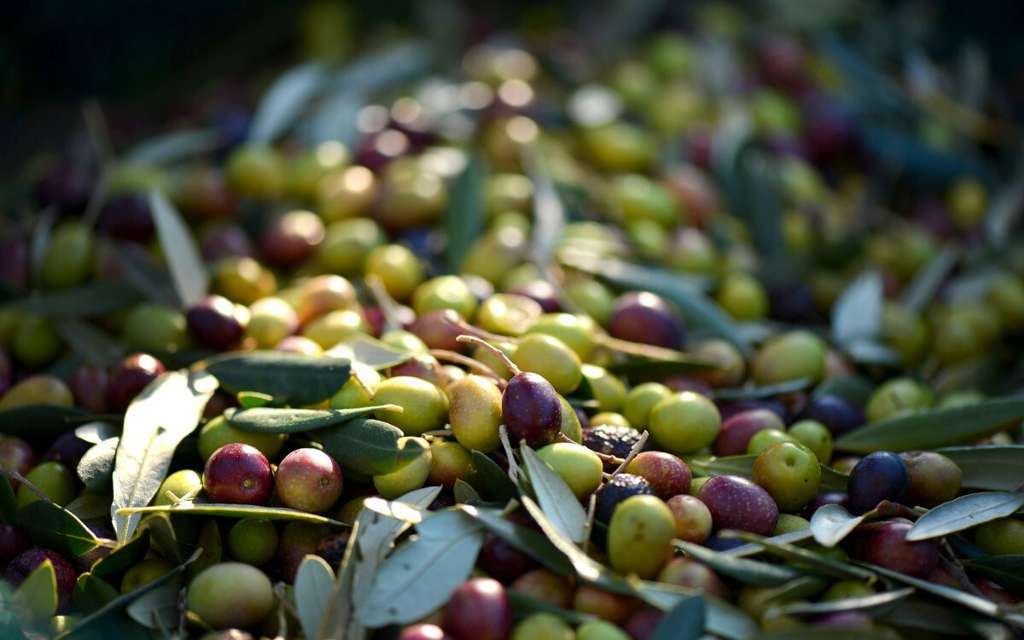 Aceituna de verdeo (Foto ApagExtremaduraAsajaweb)