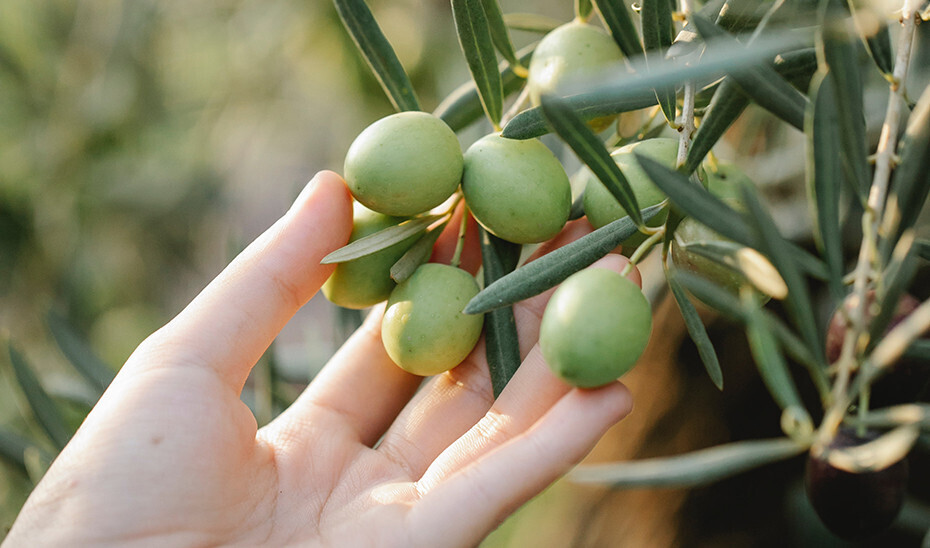Aceituna OIivo mano calidad diferenciada (Foto Junta de Andalucía)