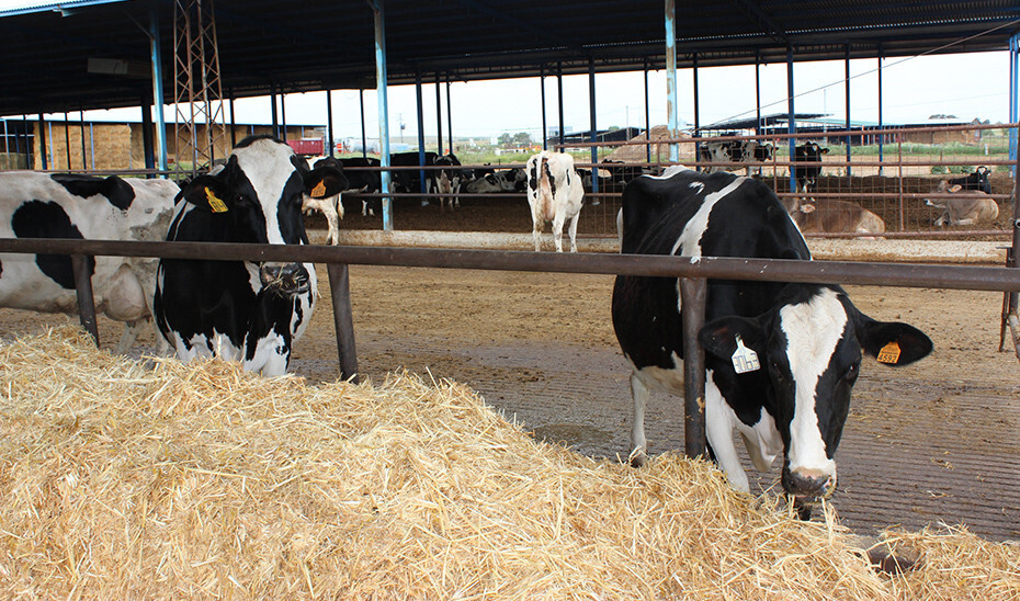Tuberculosis bovina ganado vacuno (Foto Junta de Andalucía)