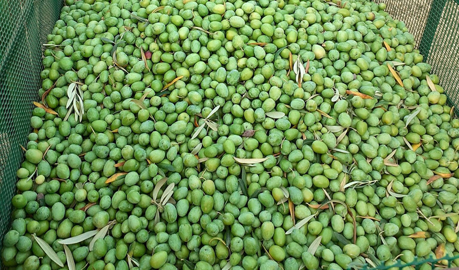 Aceitunas recién recolectadas verdeo (Foto Junta de Andalucía)