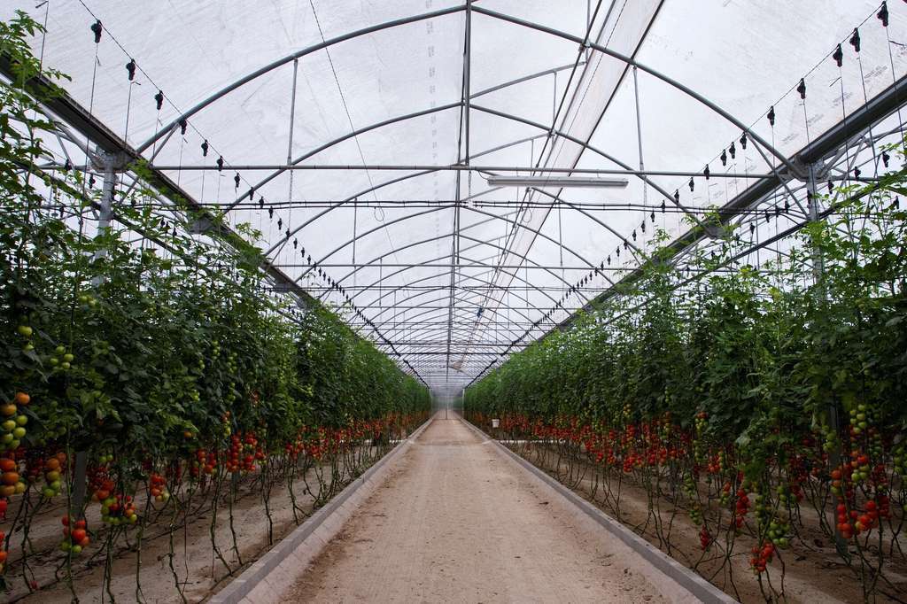 Cultivos hortiespau00f1a (foto hortiespau00f1a)