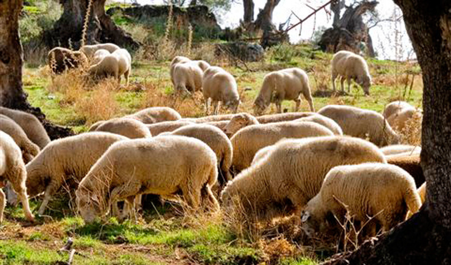 Ganado ovino lengua azul (Foto Junta de Andalucía)