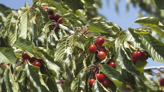 Cereza del Jerte (Foto DOP Cereza del Jerte web)