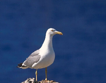 Gaviota patiamarilla Islas Atlu00e1nticas (Foto Miteco)