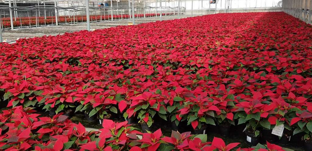 Flor de Pascua Poinsettia vivero (Foto Fepex)