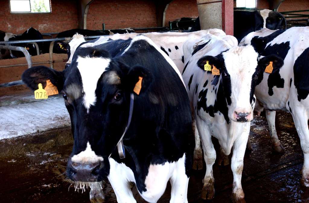 Vacas vacuno (Foto MAPA)