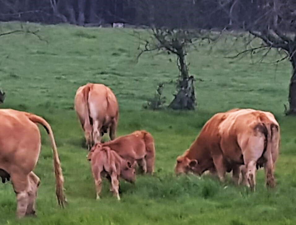 Ganado vacuno carne (Foto Gandeiros Galegos da Suprema FBRRSS) RTK