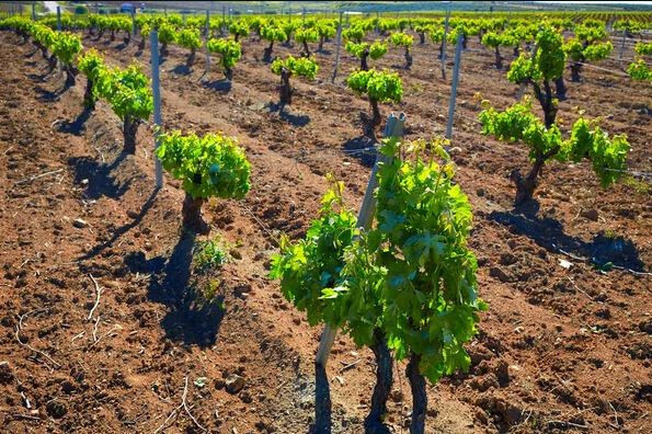 Viu00f1edo cava (Foto La Uniu00f3n Extremadura)