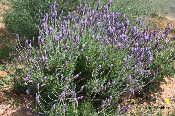 Lavanda (Foto CARM)