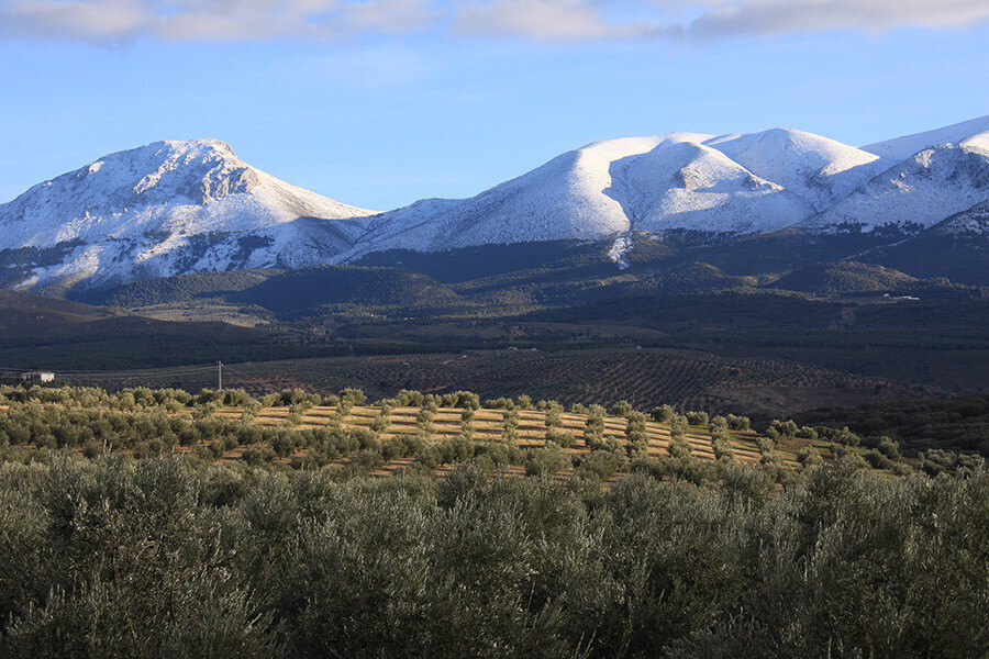 Olivar tradicional en la provincia de Jaén (Foto Joaquín Terán UPA)