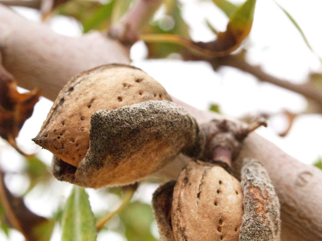 Almendras recurso (1)