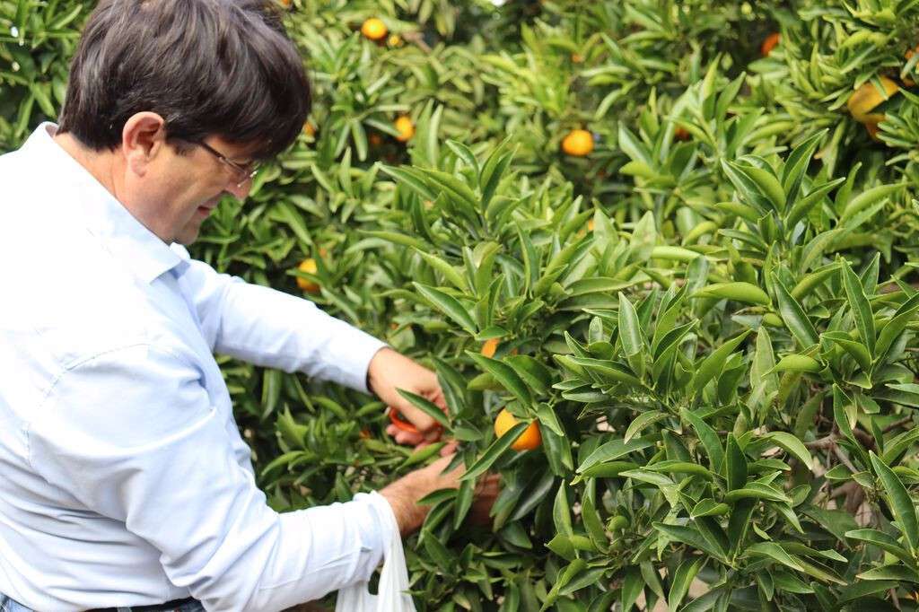 José Vicente Andreu  presidente de ASAJA y productor de cítricos de la Vega Baja 1024x682