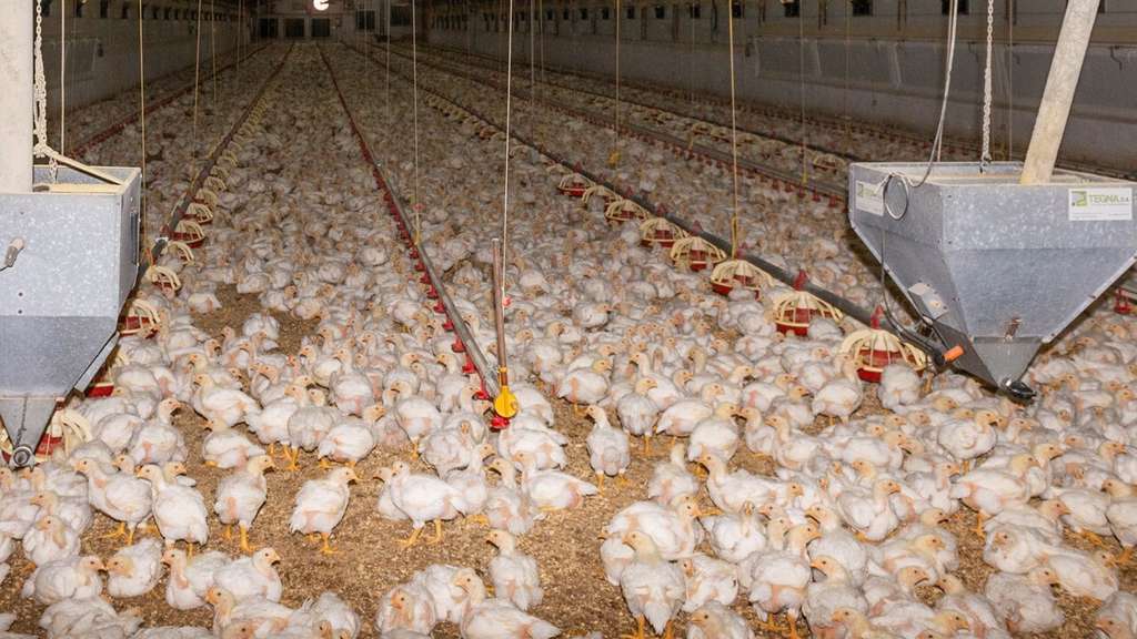 Foto granja  Avienergy Lorca