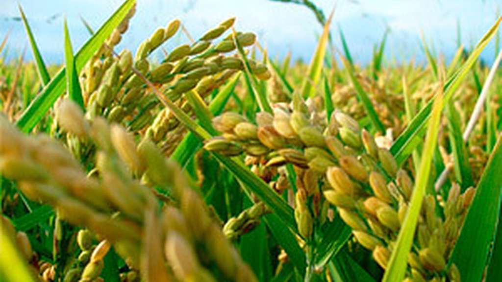 Arroz (Foto La Unión Extremadura)