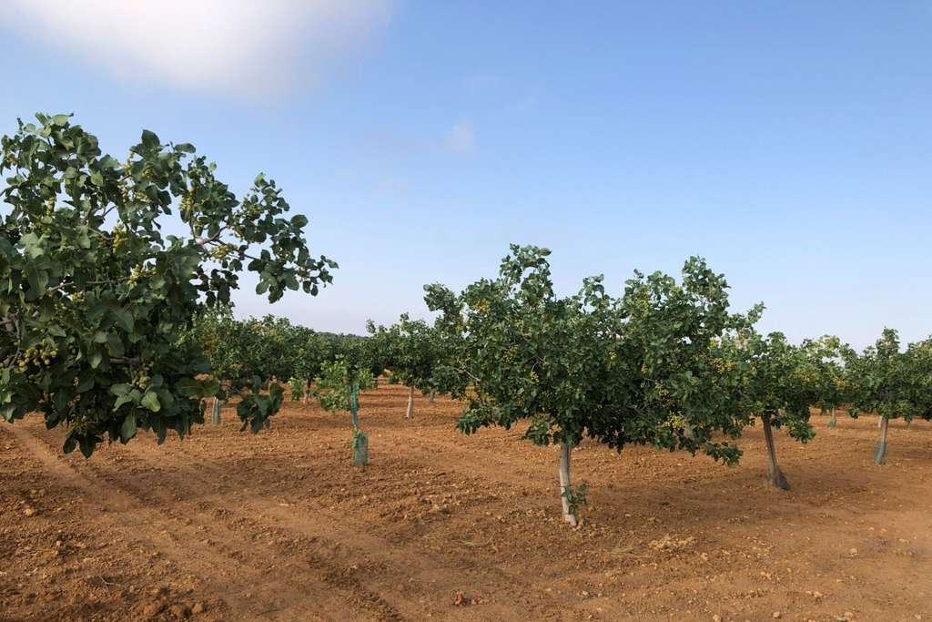 Cultivo pistachos (Foto Dcoop)