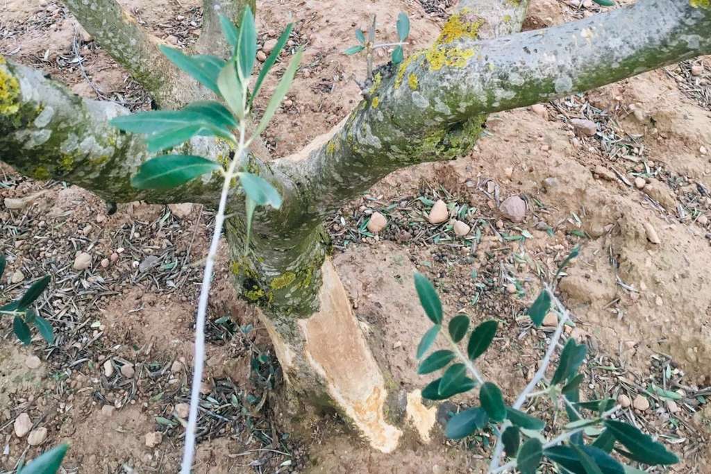 Daños conejos cultivos leñosos La Rioja (Foto COAG)