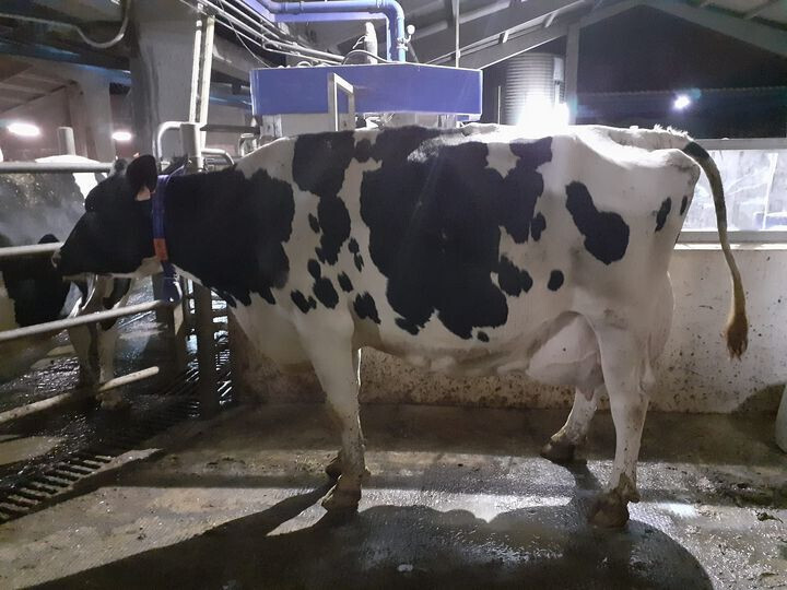 Vaca lechera (Foto Asaja Asturias RRSS TT)