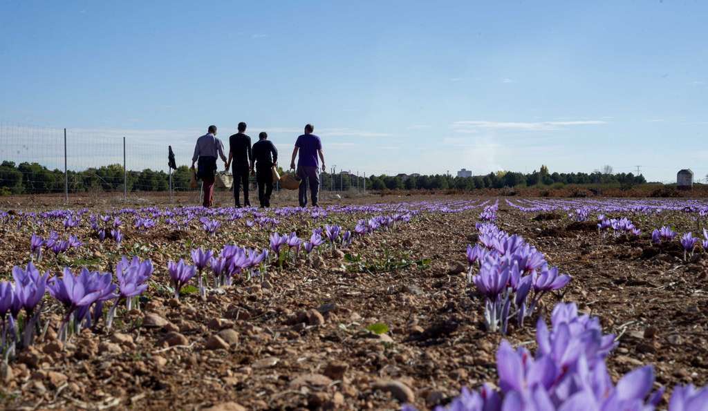 Una plantación de azafrán de La Mancha