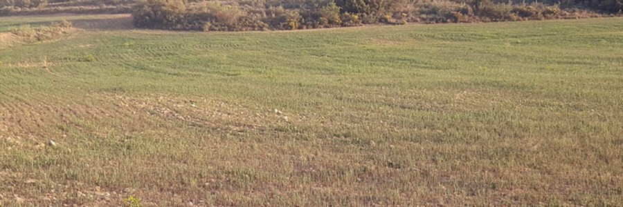 Campo en sequía (Foto COAG(