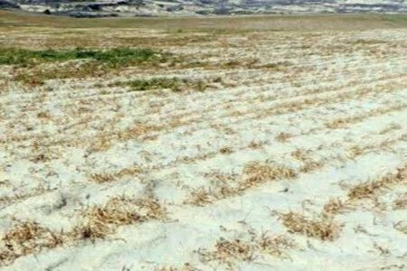 Campi de cultivo secano sequía (Foto COAG)