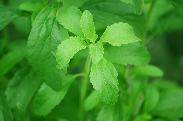 Stevia g105fc5dc6 640