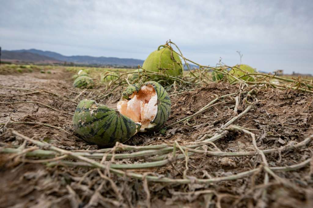 Pedrisco daños sandía mayo 2023 (Foto Ayto Lorca)