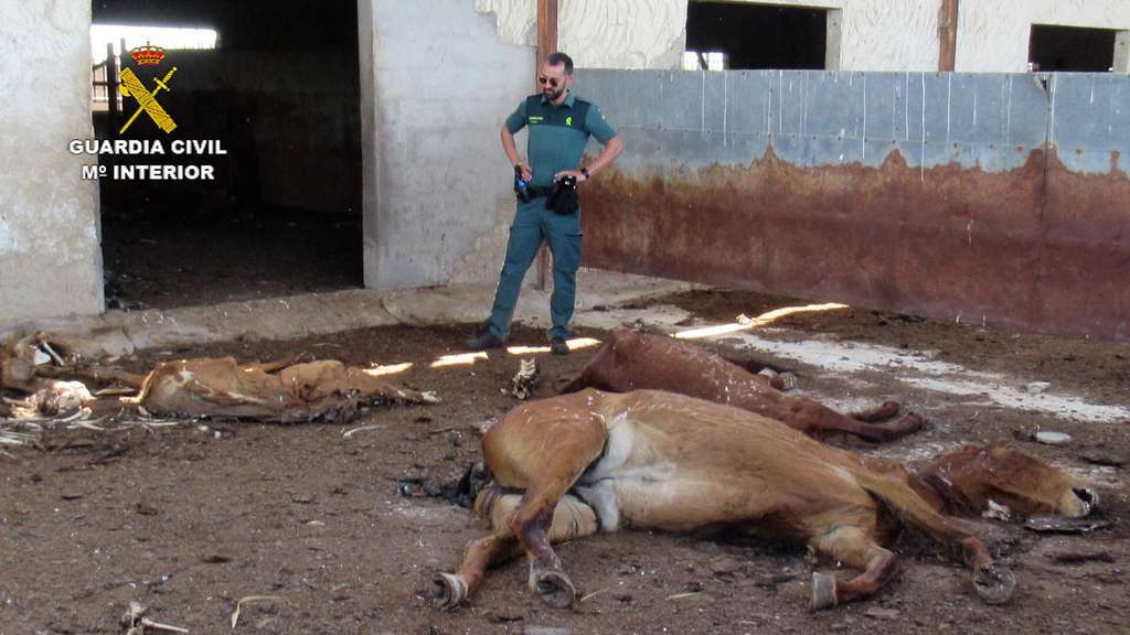 20230519 OP BUCEFALO II  MALTRATO ANIMAL MURCIA 04