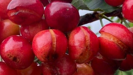 Daños cerezas lluvias Cáceres (Foto UPA UCE)