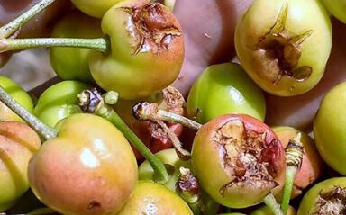 Daños granizo cereza Jerte (Foto UPA UCE Extremadura)