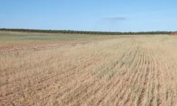 Sequía campo cultivo 2023 (Foto Unión de Uniones CLM)
