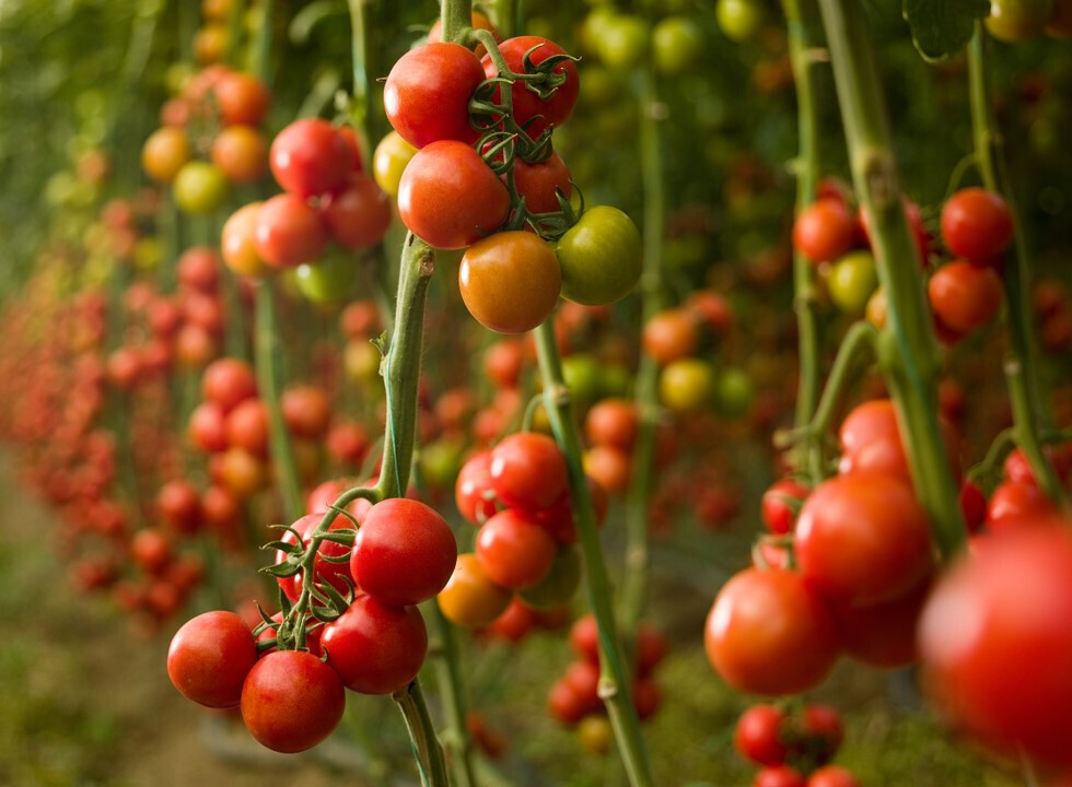BASF cultivo