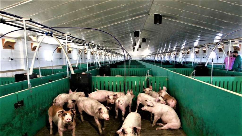 Granja porcino (Foto ADESPOFA Agrupación Defensa Sanitaria Ganado Porcino Fuente Álamo)