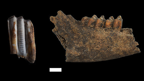 Diente y Mandibula Ovinos Neolitico AlejandroSierra web (Foto UAB)