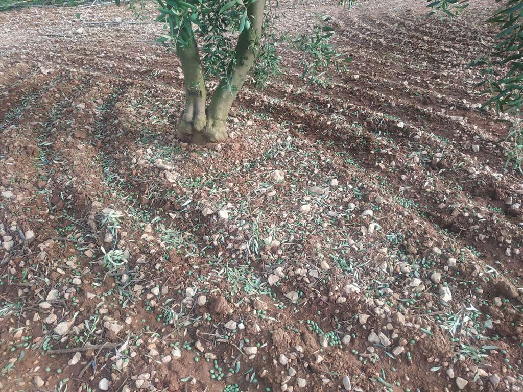 Dany pedra en oliveres