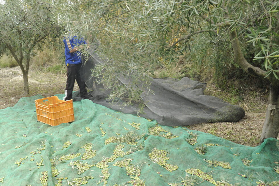 Recolección de aceituna olivo (Foto Asaja Alicante)