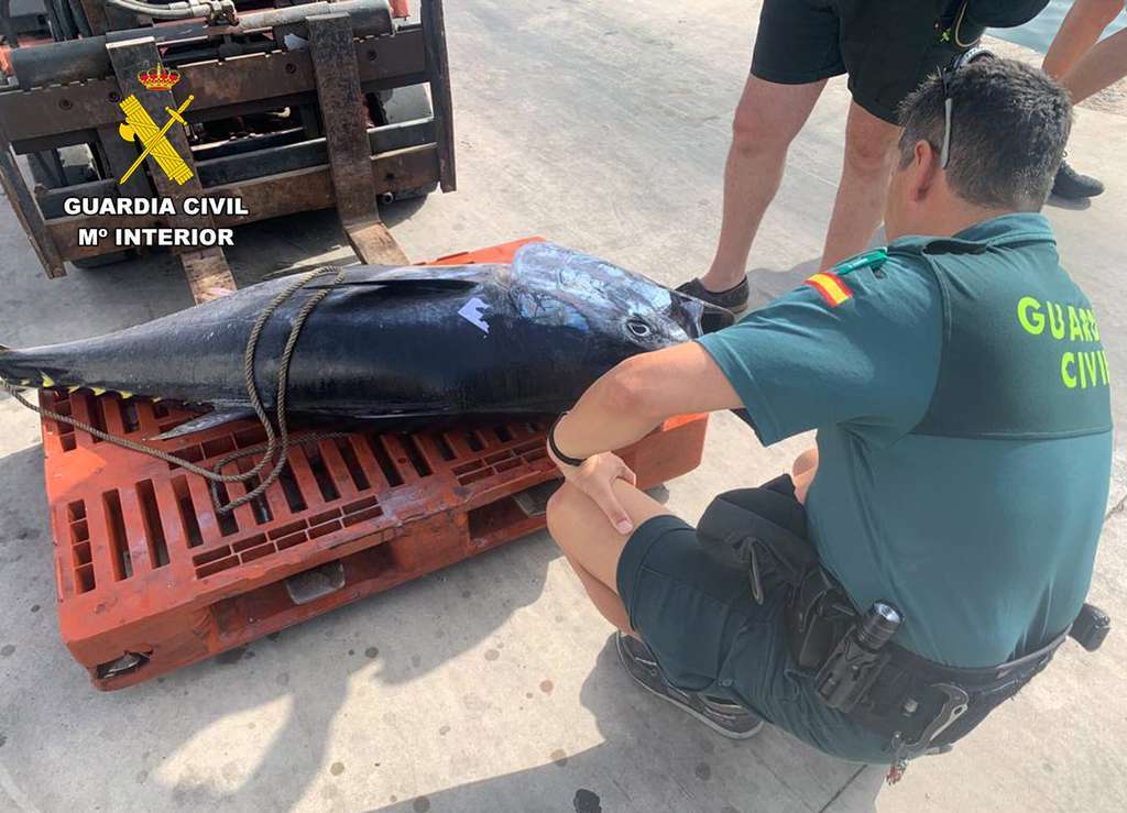 20230804 PESCADORES FURTIVOS GORGUEL SERVICIO MARITIMO 05