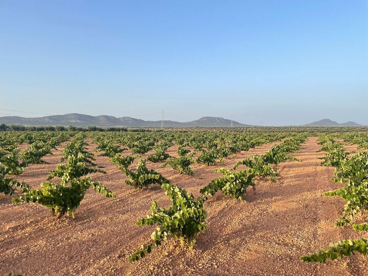 Viu00f1edo (Foto APAG Extremadura Asaja=